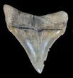 Juvenile Megalodon Tooth - Serrated Blade #56615-1